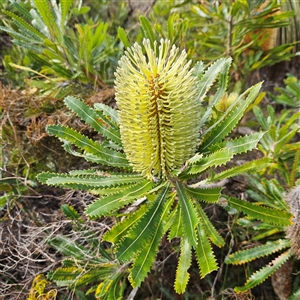Banksia serrata at Evans Head, NSW - 6 Jul 2025 11:28 AM