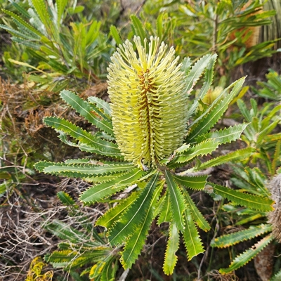Banksia serrata (Saw Banksia) at Evans Head, NSW - 6 Jul 2025 by MatthewFrawley