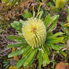 Banksia serrata at Evans Head, NSW - 6 Jul 2025 11:28 AM