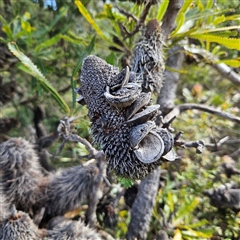 Banksia serrata at Evans Head, NSW - 6 Jul 2025 11:28 AM