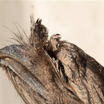Podargus strigoides (Tawny Frogmouth) at Symonston, ACT - 6 Jul 2025 by rawshorty