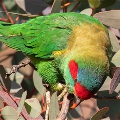Glossopsitta concinna at Red Hill, ACT - 6 Jul 2025 08:40 AM