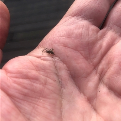 Philoponella congregabilis (Social house spider) at Boronia, VIC - 6 Jul 2025 by Blewberry