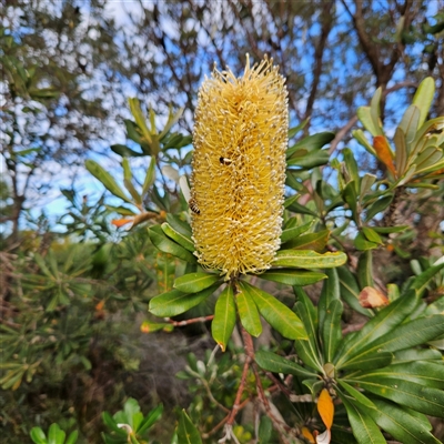 Banksia integrifolia subsp. integrifolia (Coast Banksia) at Evans Head, NSW - 6 Jul 2025 by MatthewFrawley