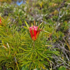 Lambertia formosa (Mountain Devil) at Evans Head, NSW - Yesterday by MatthewFrawley