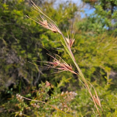Themeda triandra (Kangaroo Grass) at Evans Head, NSW - 6 Jul 2025 by MatthewFrawley
