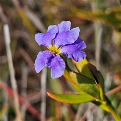 Unverified Other Wildflower or Herb at Evans Head, NSW - 6 Jul 2025 by MatthewFrawley