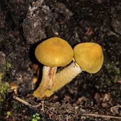 Unverified Cap on a stem; gills below cap [mushrooms or mushroom-like] at Acton, ACT - 29 Jun 2018 by AlisonMilton