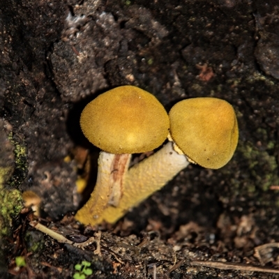 Unverified Cap on a stem; gills below cap [mushrooms or mushroom-like] at Acton, ACT - 29 Jun 2018 by AlisonMilton