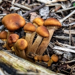 Unverified Cap on a stem; gills below cap [mushrooms or mushroom-like] at Acton, ACT - 29 Jun 2018 by AlisonMilton
