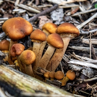 Unverified Cap on a stem; gills below cap [mushrooms or mushroom-like] at Acton, ACT - 29 Jun 2018 by AlisonMilton