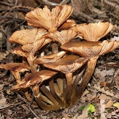 Unverified Cap on a stem; gills below cap [mushrooms or mushroom-like] at Acton, ACT - 29 Jun 2018 by AlisonMilton