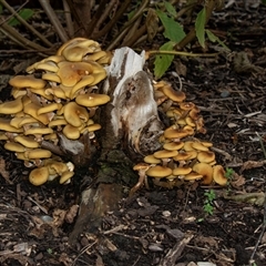 Armillaria sp. at Acton, ACT - 29 Jun 2018 by AlisonMilton