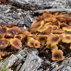 Unverified Cap on a stem; gills below cap [mushrooms or mushroom-like] at Acton, ACT - 29 Jun 2018 by AlisonMilton