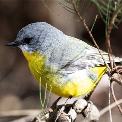 Eopsaltria australis (Eastern Yellow Robin) at Acton, ACT - 3 Jul 2018 by AlisonMilton