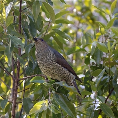 Ptilonorhynchus violaceus at Acton, ACT - 3 Jul 2018 by AlisonMilton