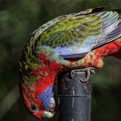 Platycercus elegans (Crimson Rosella) at Acton, ACT - 3 Jul 2018 by AlisonMilton