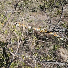 Unverified at suppressed - suppressed