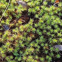 Polytrichaceae sp. (family) at Hawker, ACT - Yesterday by sangio7