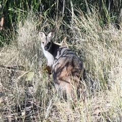 Notamacropus rufogriseus at Termeil, NSW - 6 Jul 2025 by DavidAllsop