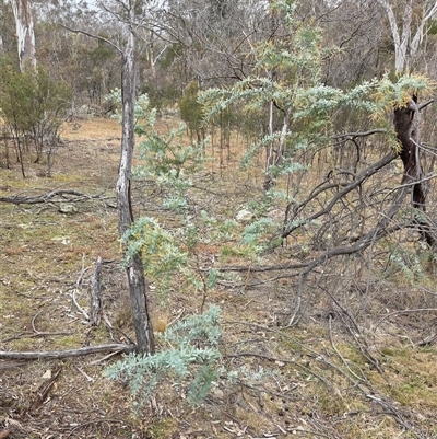 Acacia baileyana (Cootamundra Wattle, Golden Mimosa) at Kenny, ACT - 4 Jul 2025 by HappyWanderer