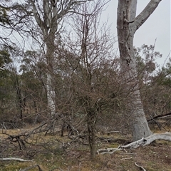 Crataegus monogyna (Hawthorn) at Kenny, ACT - 4 Jul 2025 by HappyWanderer