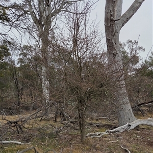 Crataegus monogyna at Kenny, ACT - 4 Jul 2025 by HappyWanderer
