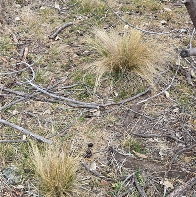 Nassella trichotoma (Serrated Tussock) at Kenny, ACT - 4 Jul 2025 by HappyWanderer