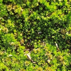 Rosulabryum campylothecium at Hawker, ACT - Yesterday by sangio7
