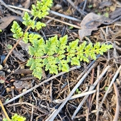 Cheilanthes sieberi subsp. sieberi (Mulga Rock Fern) at Hawker, ACT - 6 Jul 2025 by sangio7