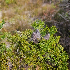 Unverified Other Shrub at Evans Head, NSW - Yesterday by MatthewFrawley