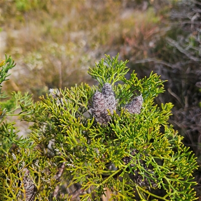 Unverified Other Shrub at Evans Head, NSW - Yesterday by MatthewFrawley