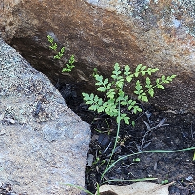 Cheilanthes sieberi subsp. sieberi (Mulga Rock Fern) at Hawker, ACT - 6 Jul 2025 by sangio7