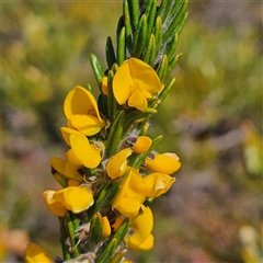 Unverified Other Shrub at Evans Head, NSW - Yesterday by MatthewFrawley