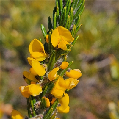 Unverified Other Shrub at Evans Head, NSW - Yesterday by MatthewFrawley