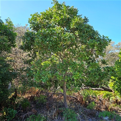 Unverified Other Tree at Evans Head, NSW - 6 Jul 2025 by MatthewFrawley