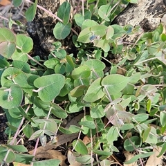 Eucalyptus bridgesiana (Apple Box) at Hawker, ACT - 6 Jul 2025 by sangio7