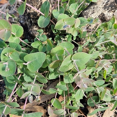Eucalyptus bridgesiana (Apple Box) at Hawker, ACT - 6 Jul 2025 by sangio7