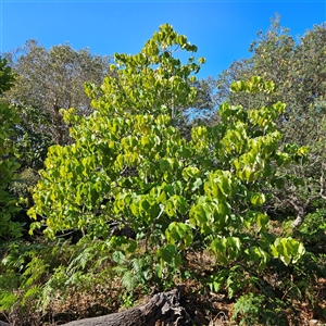 Unverified Other Tree at The Gap, NSW - Yesterday by MatthewFrawley