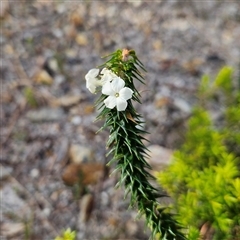 Unverified Other Shrub at Evans Head, NSW - Yesterday by MatthewFrawley