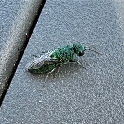 Chrysididae (family) at Reid, ACT - 27 Jun 2025 by Pirom