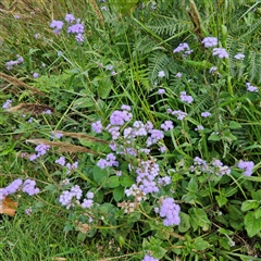 Unverified Other Wildflower or Herb at Evans Head, NSW - 6 Jul 2025 by MatthewFrawley