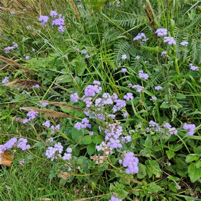Unverified Other Wildflower or Herb at Evans Head, NSW - 6 Jul 2025 by MatthewFrawley