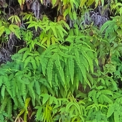 Unverified Fern or Clubmoss at Nitmiluk, NT - 6 Jul 2025 by Mike