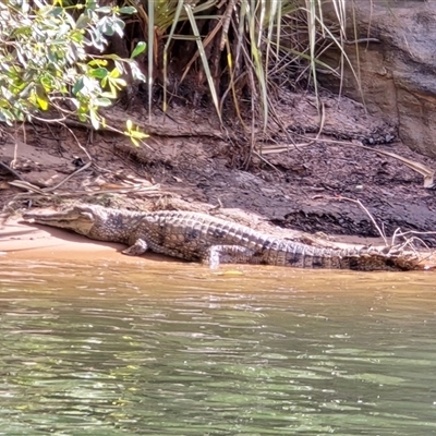 Crocodylus johnstoni (Freshwater Crocodile) at Nitmiluk, NT - Yesterday by Mike