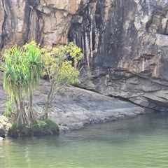 Unverified Plant at Nitmiluk, NT - 6 Jul 2025 by Mike