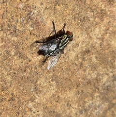 Unverified True fly (Diptera) at Nitmiluk, NT - Yesterday by Mike