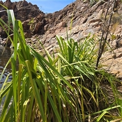 Unverified Plant at Nitmiluk, NT - 6 Jul 2025 by Mike