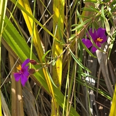 Unverified Other Wildflower or Herb at Nitmiluk, NT - 6 Jul 2025 by Mike