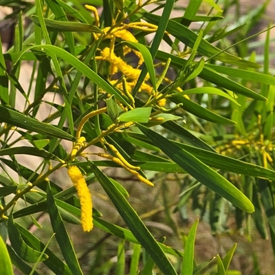 Unverified Wattle at Nitmiluk, NT - 6 Jul 2025 by Mike